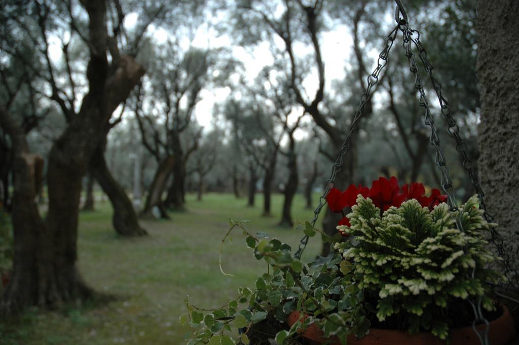 Antico Uliveto Guest House เซราเวซซา ภายนอก รูปภาพ